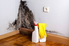 Reliable Brooks, KY Mold Removal Solutions